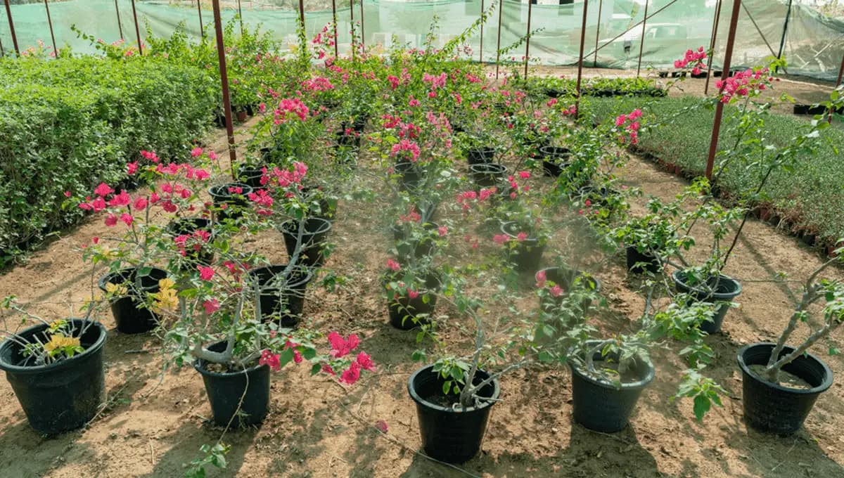 Automatic Irrigation